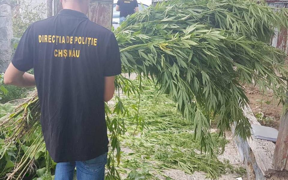 74 de plante de cânepă depistate de poliţişti în com. Budeşti